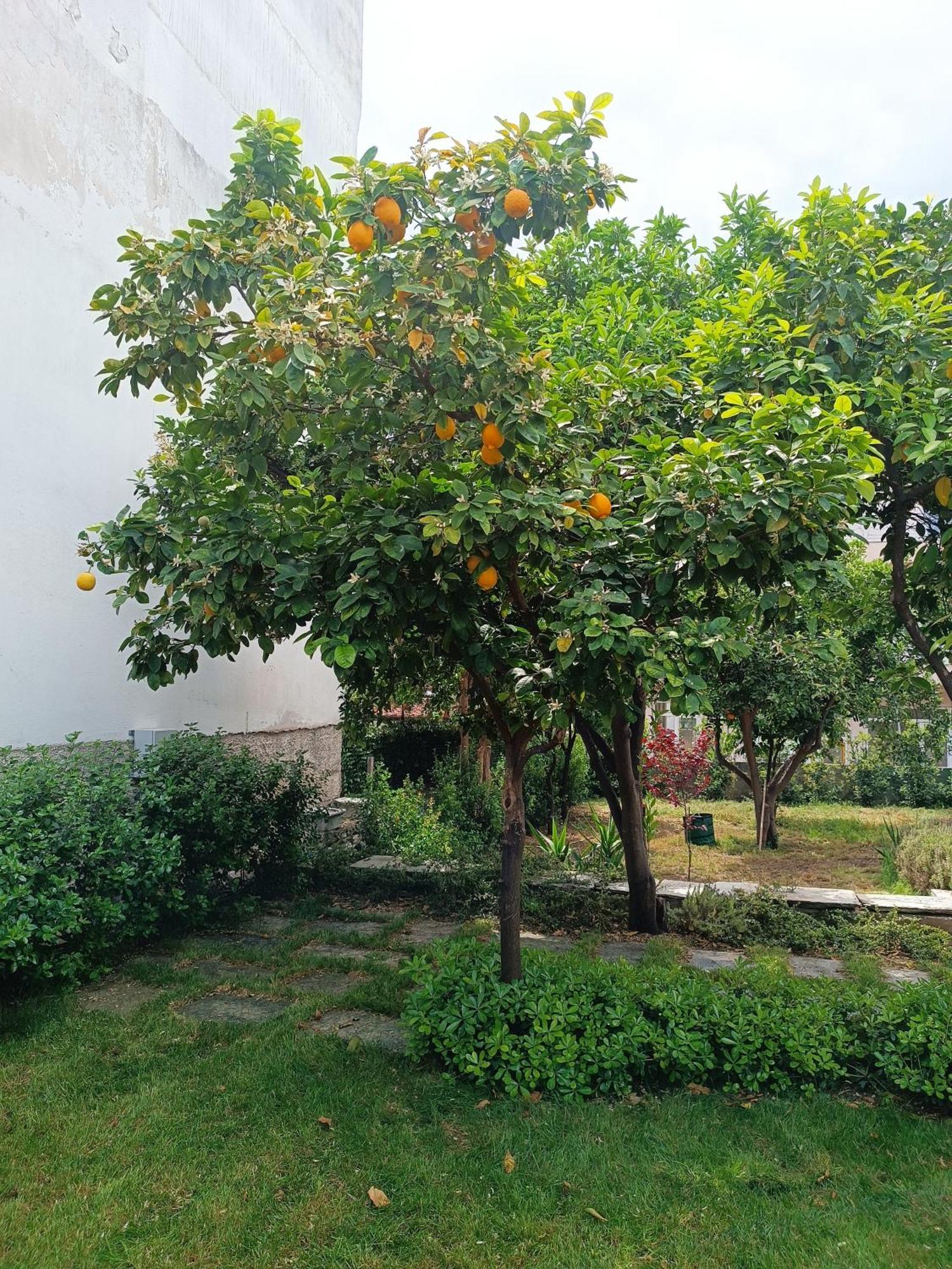 Villa Betty'S Garden House Néa Ankhíalos Zimmer foto